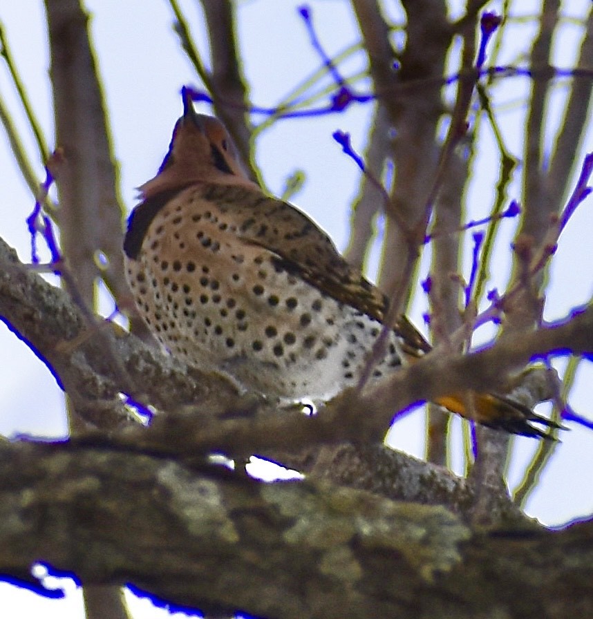 Northern Flicker (Yellow-shafted) - ML647103490