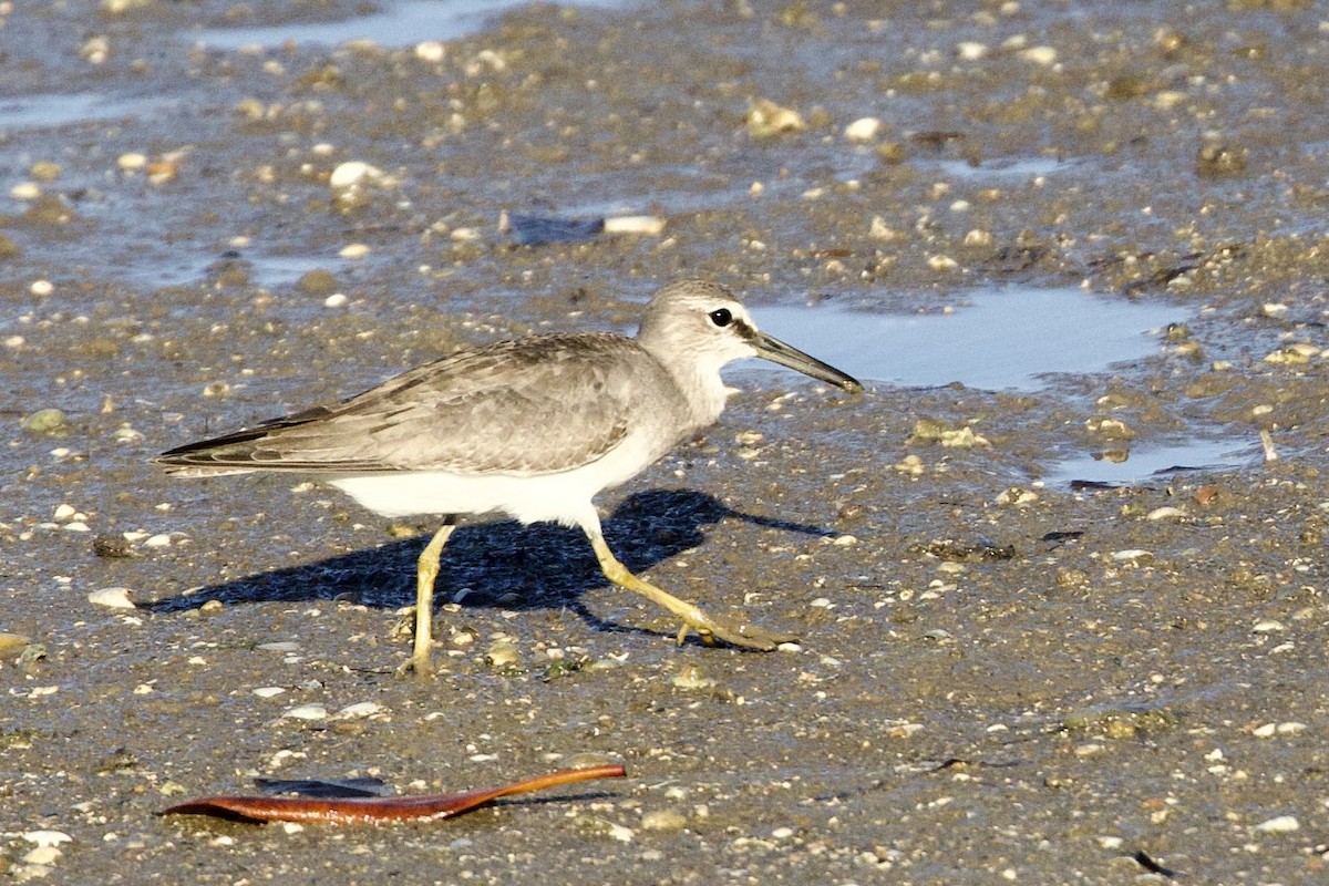 Gri Sırtlı Düdükçün - ML647103495