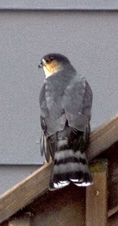 Sharp-shinned Hawk - ML647103498