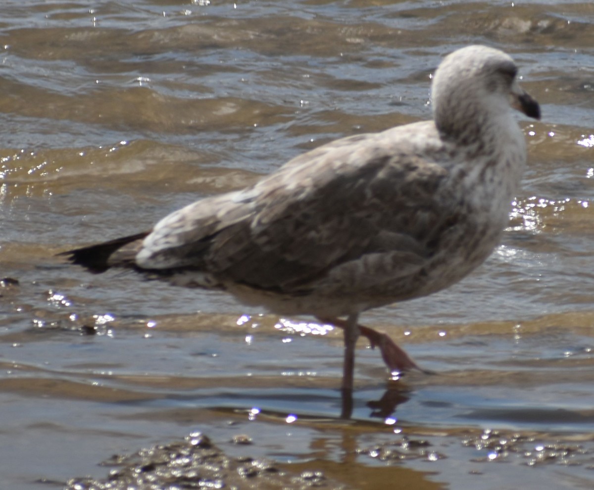 Lesser Black-backed Gull - ML647103506