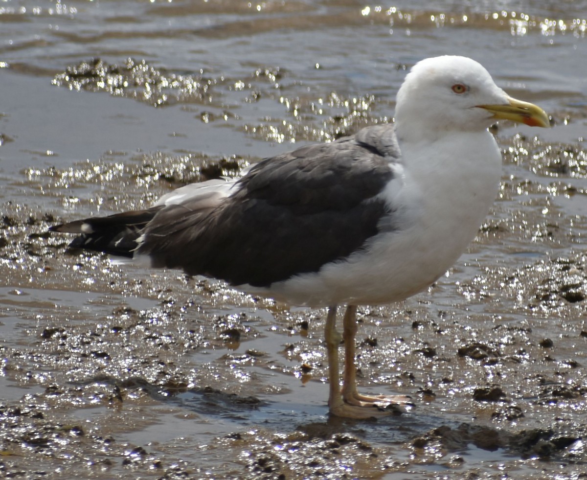 Lesser Black-backed Gull - ML647103508