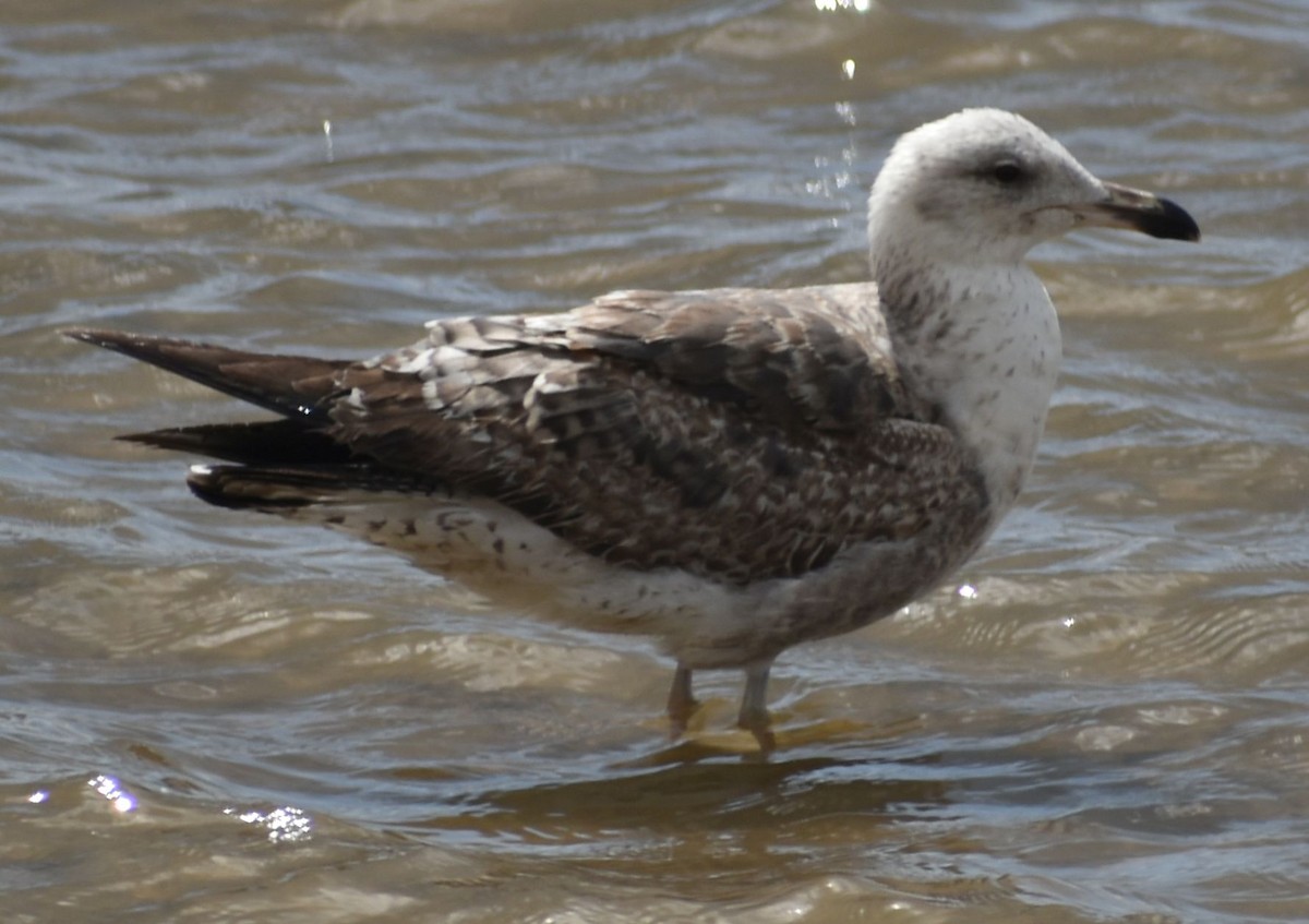 Lesser Black-backed Gull - ML647103510
