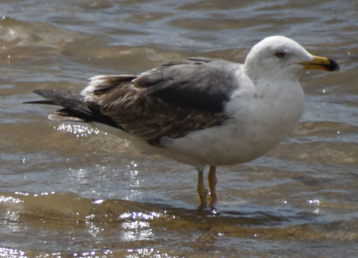 Lesser Black-backed Gull - ML647103511