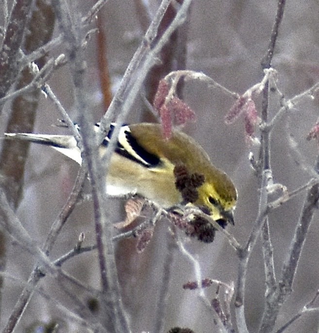 čížek žlutý - ML647103522