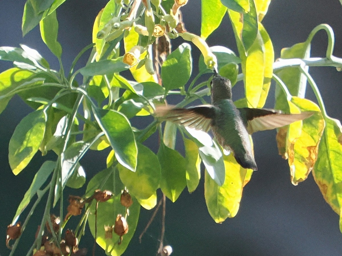 Anna's Hummingbird - ML647103523