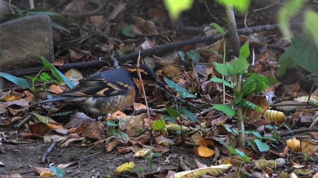 Varied Thrush - ML647103529