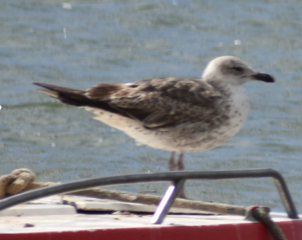 Lesser Black-backed Gull - ML647103530