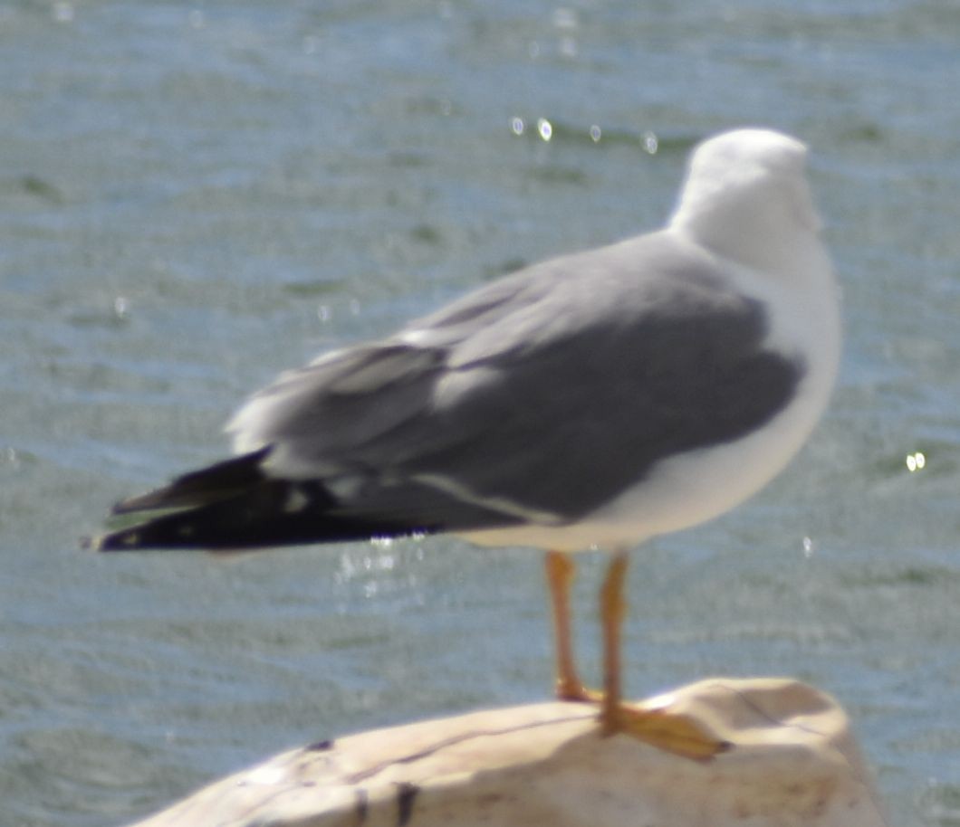 Lesser Black-backed Gull - ML647103531