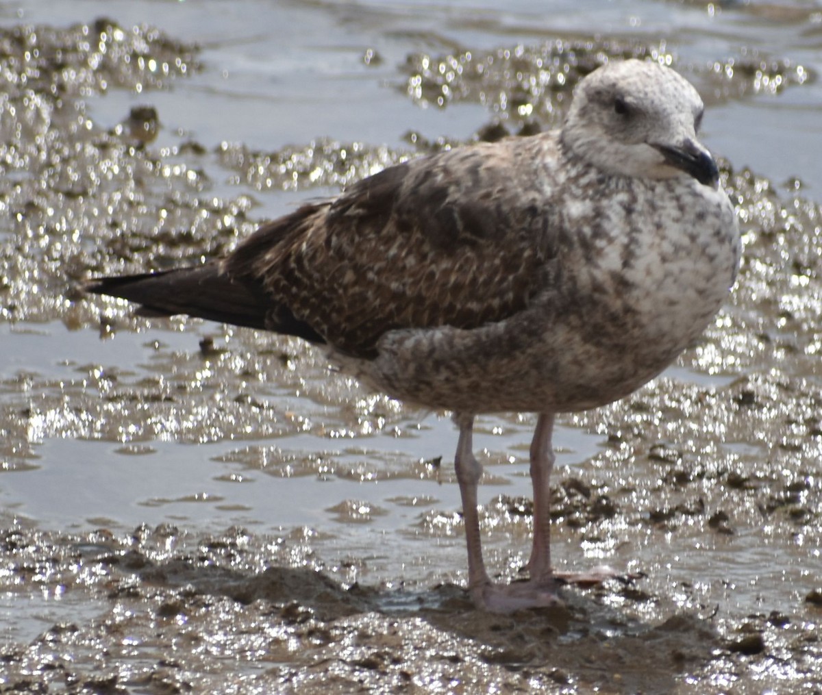 Lesser Black-backed Gull - ML647103532