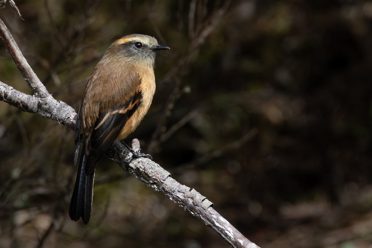 Brown-backed Chat-Tyrant - ML647103537