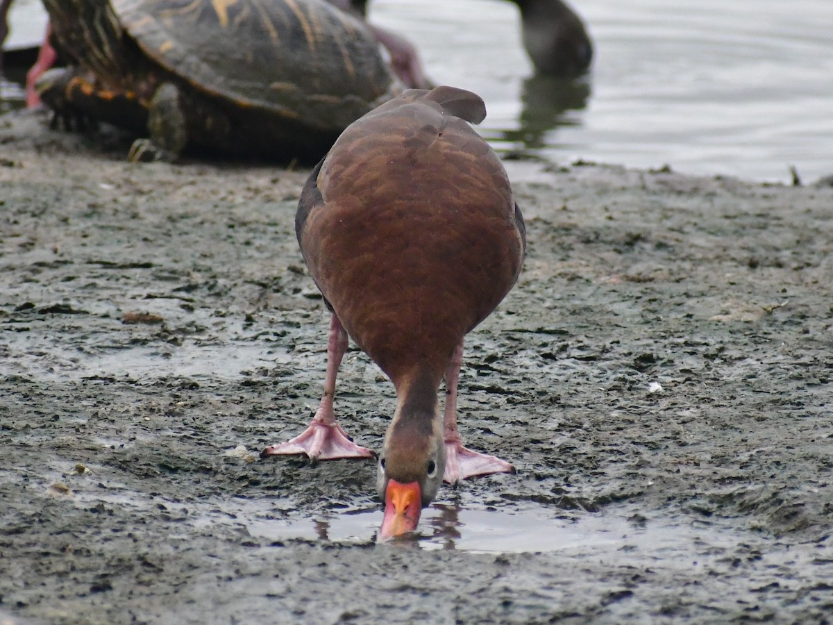 Black-bellied Whistling-Duck - ML647103543