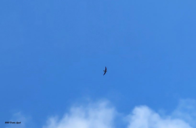 Chimney Swift - ML647103548