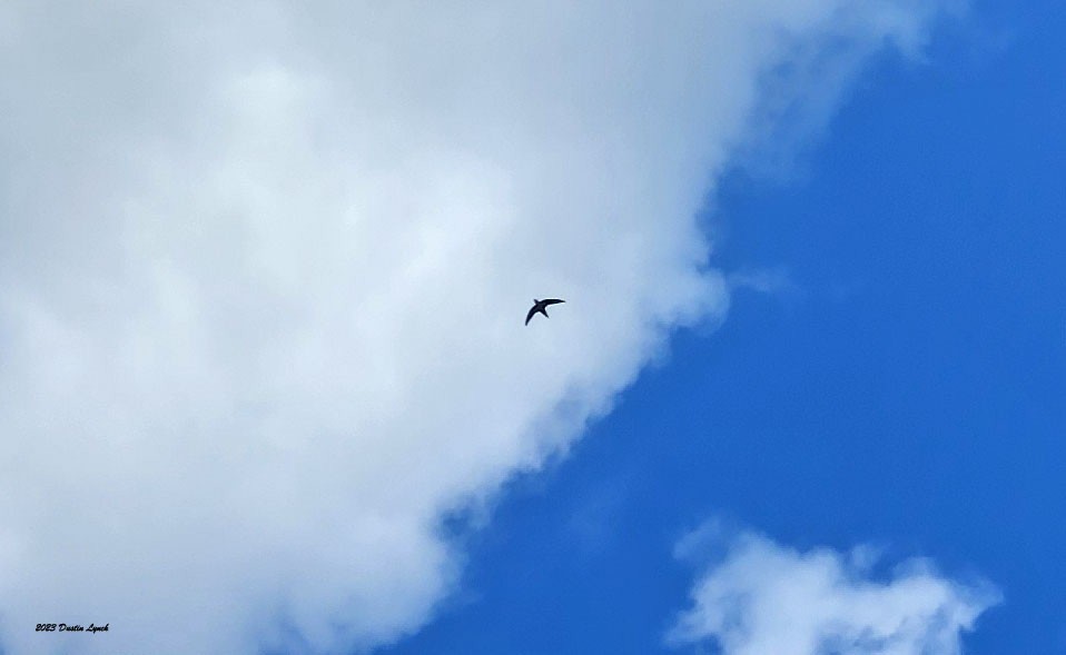 Chimney Swift - ML647103550