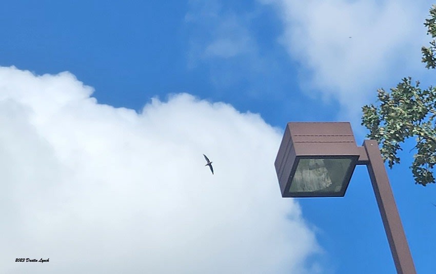 Chimney Swift - ML647103551