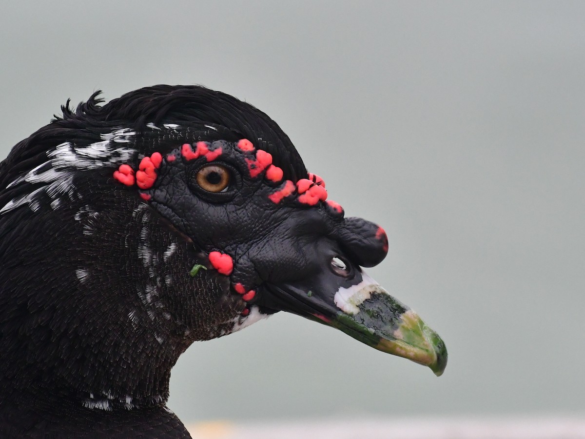 Muscovy Duck (Domestic type) - ML647103552