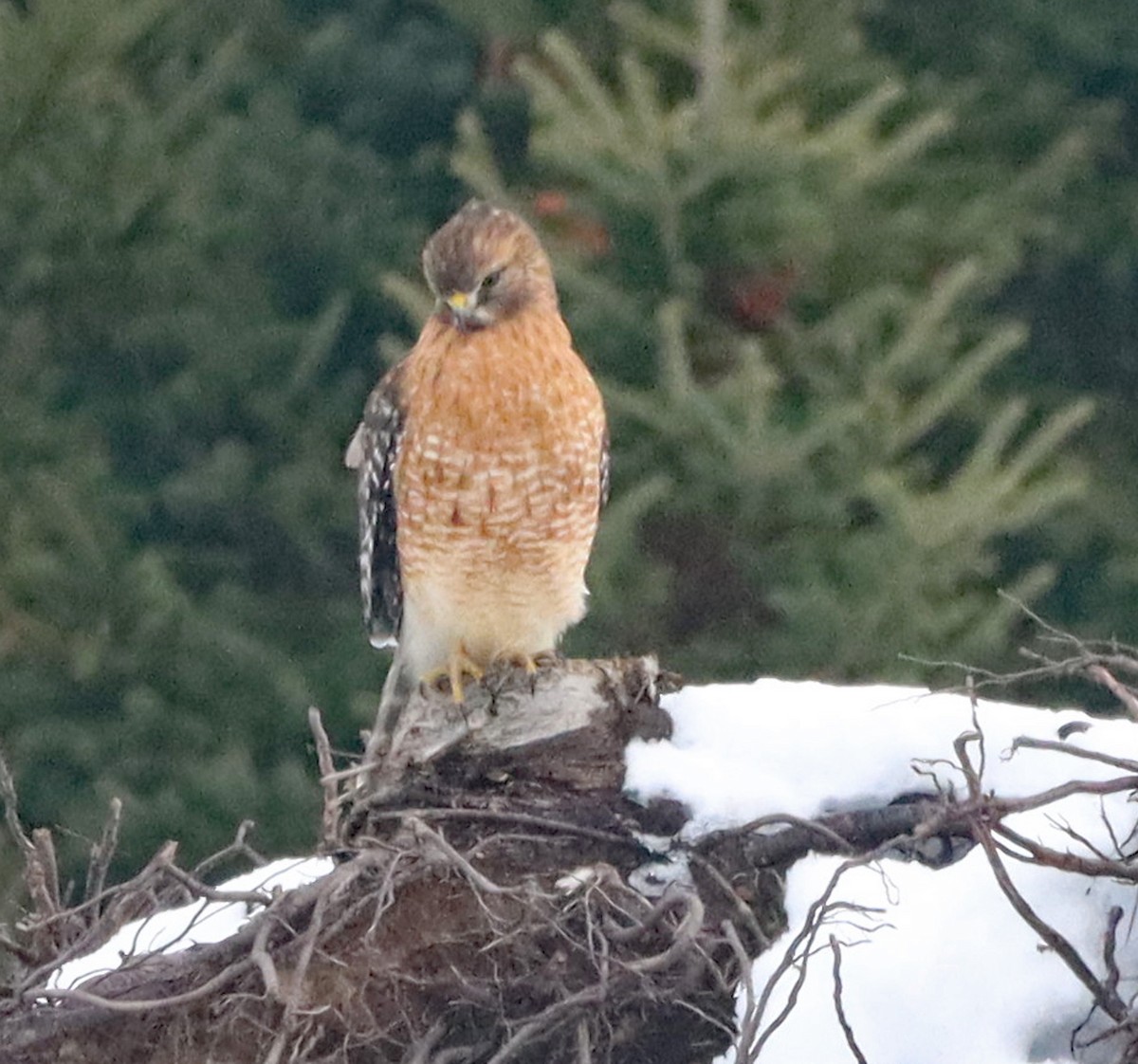 Red-shouldered Hawk - ML647103553