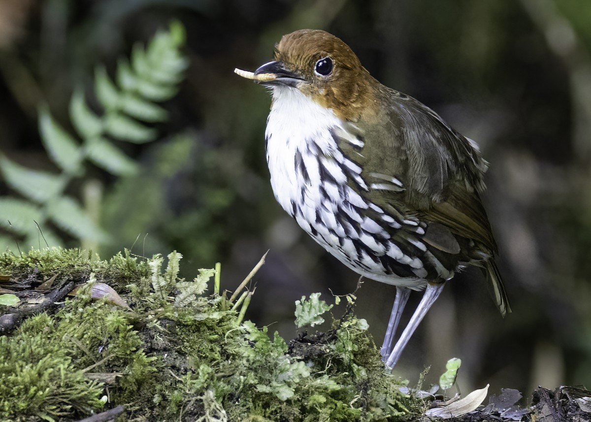 Chestnut-crowned Antpitta - ML647103554