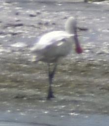 Eurasian Spoonbill - ML647103555