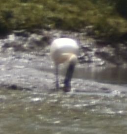 Eurasian Spoonbill - ML647103556