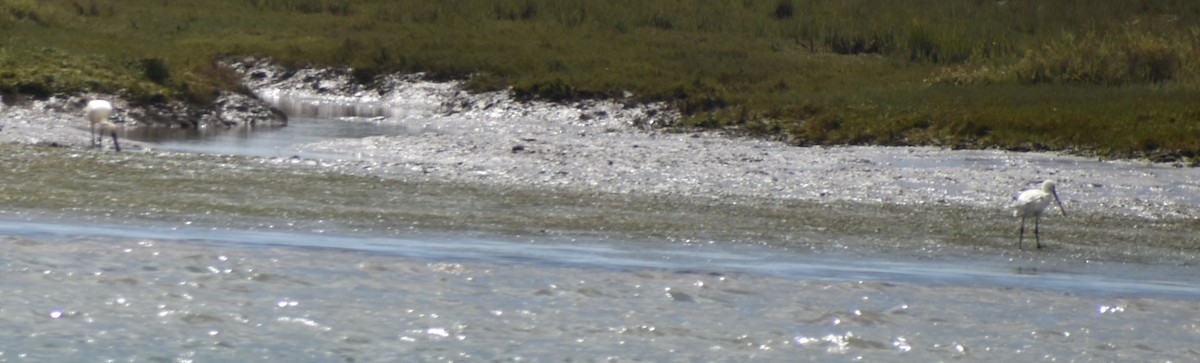 Eurasian Spoonbill - ML647103557