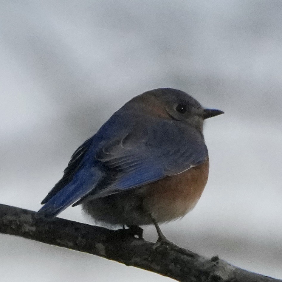 Eastern Bluebird - ML647103559