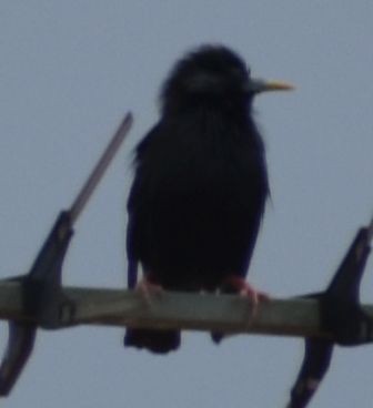 Spotless Starling - ML647103560