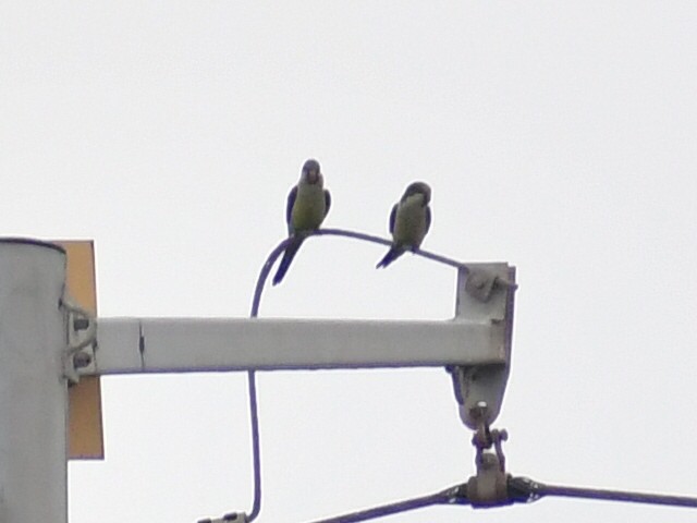 Monk Parakeet - ML647103561