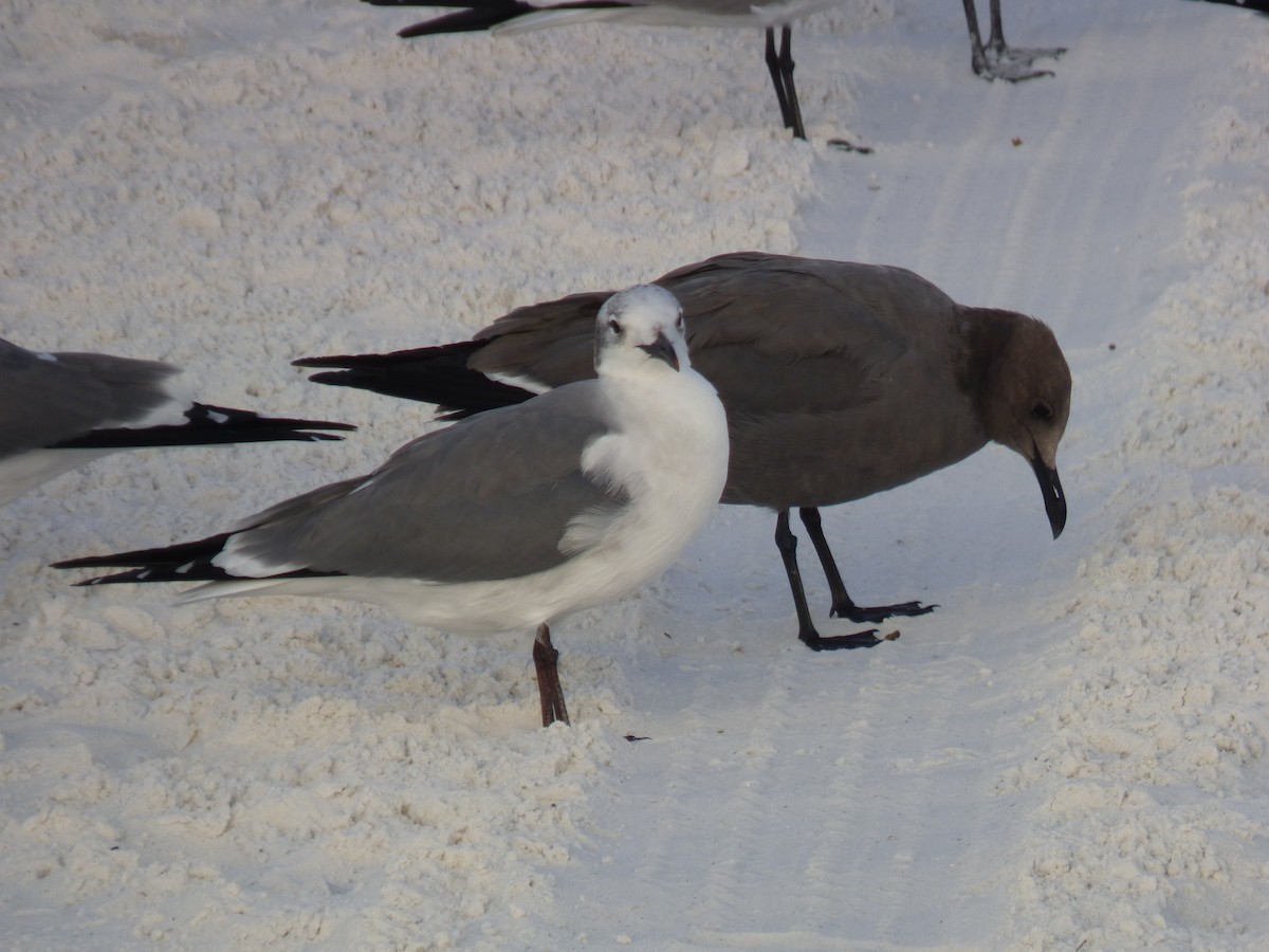 Laughing Gull - ML647103562