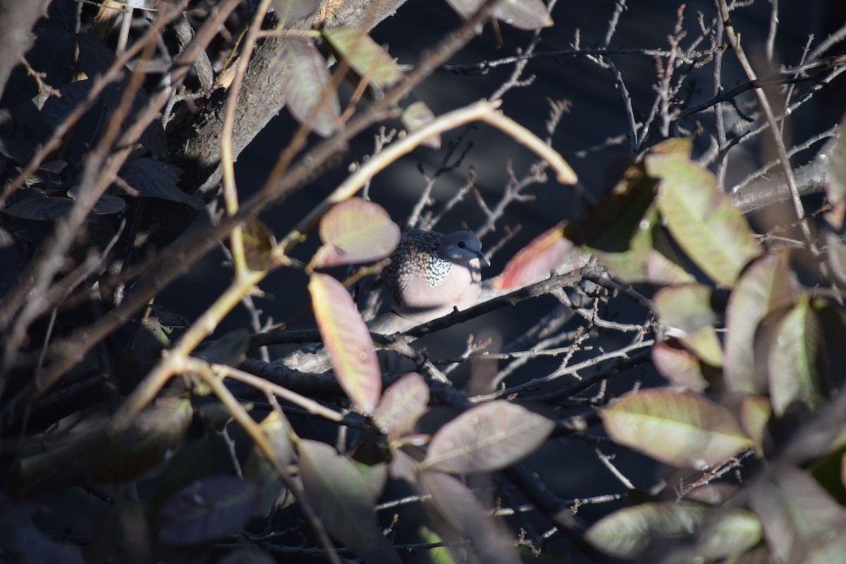 Spotted Dove - ML647103563