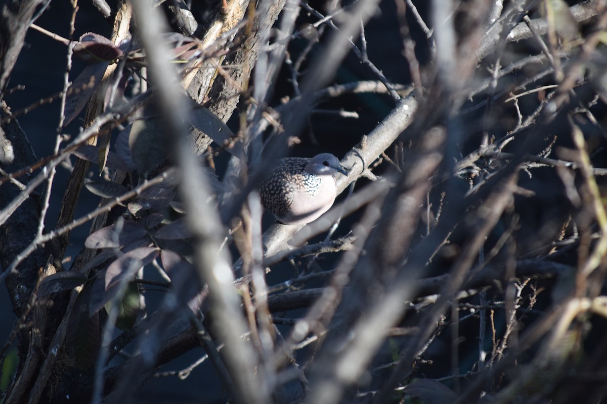 Spotted Dove - ML647103564