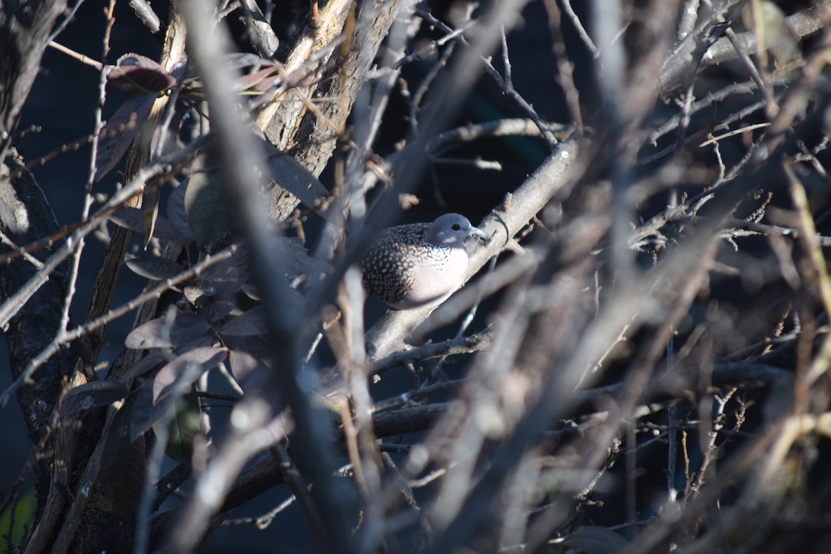 Spotted Dove - ML647103565