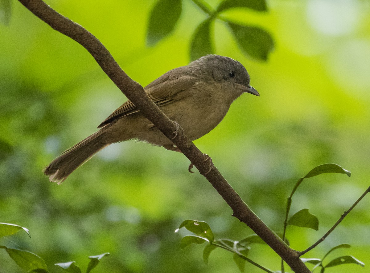 Brown-cheeked Fulvetta - ML647103566