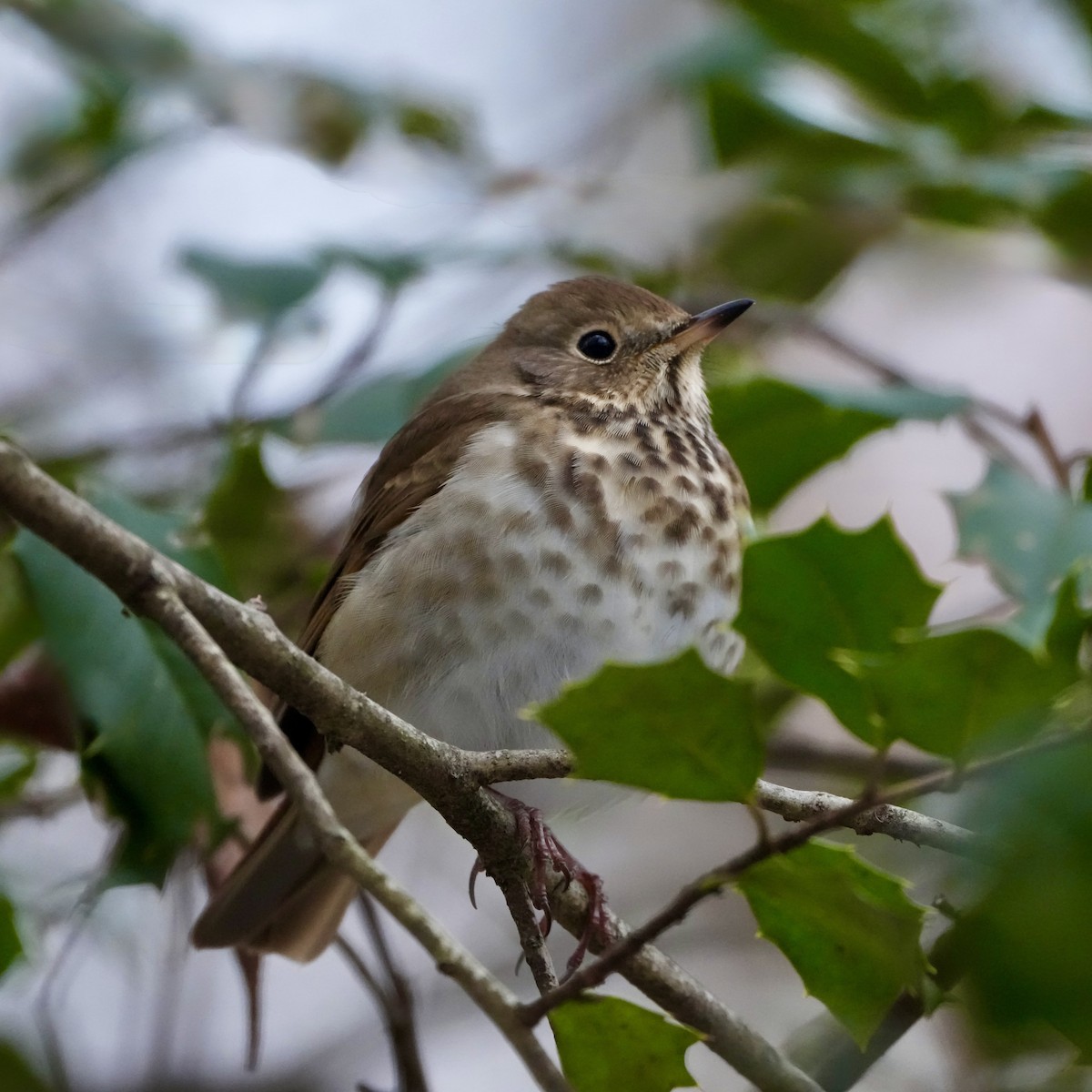 Hermit Thrush - ML647103568