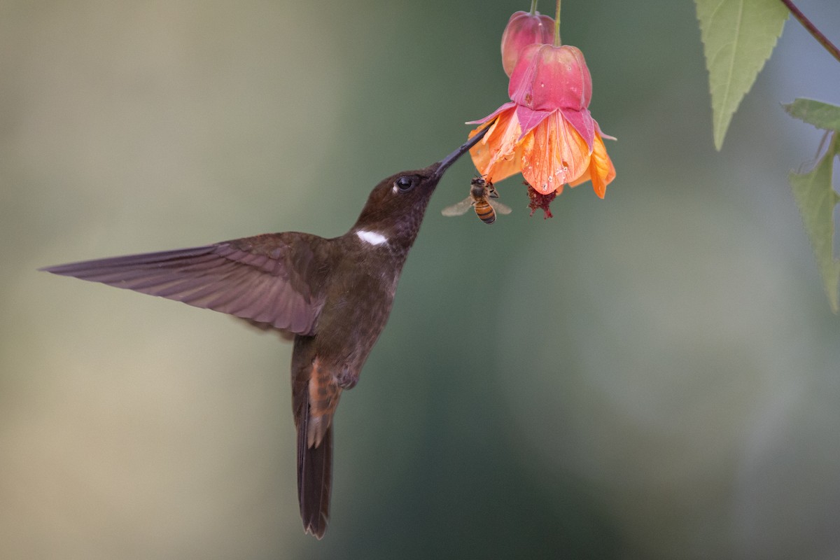 Collared Inca (Collared) - ML647103569