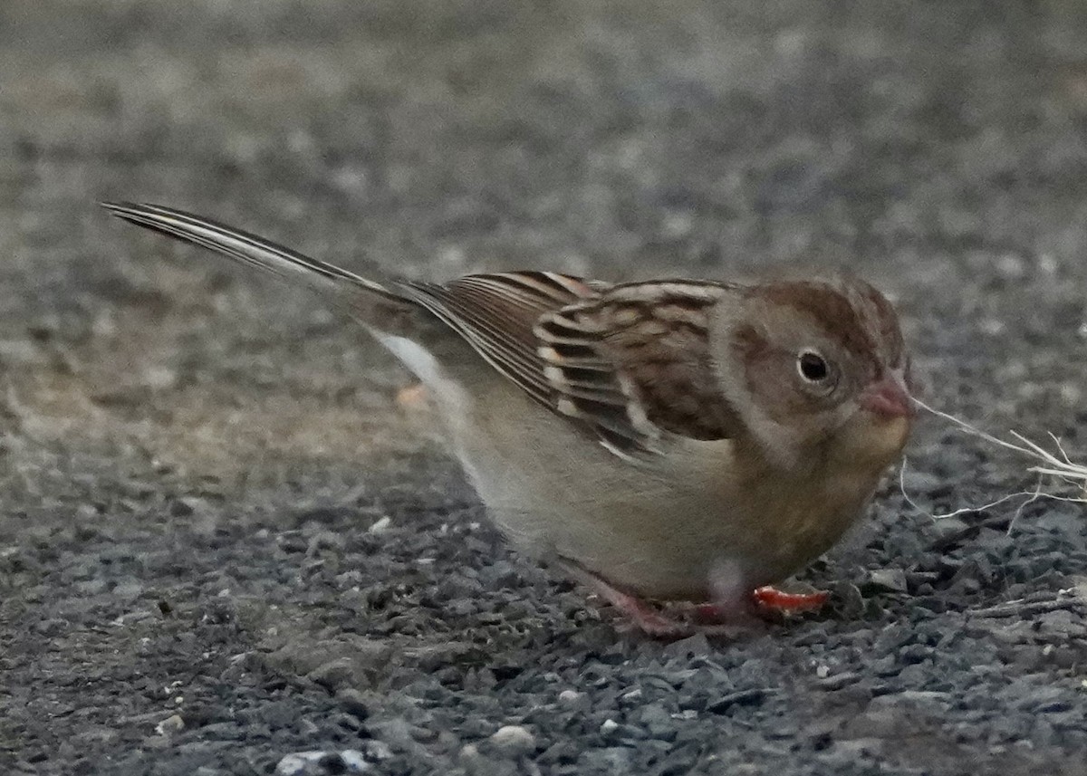 Field Sparrow - ML647103571