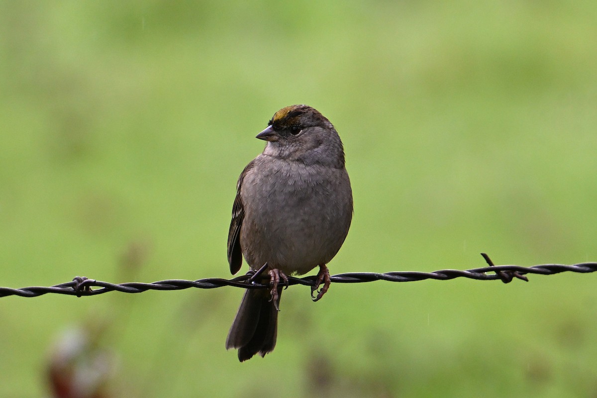 Golden-crowned Sparrow - ML647103574