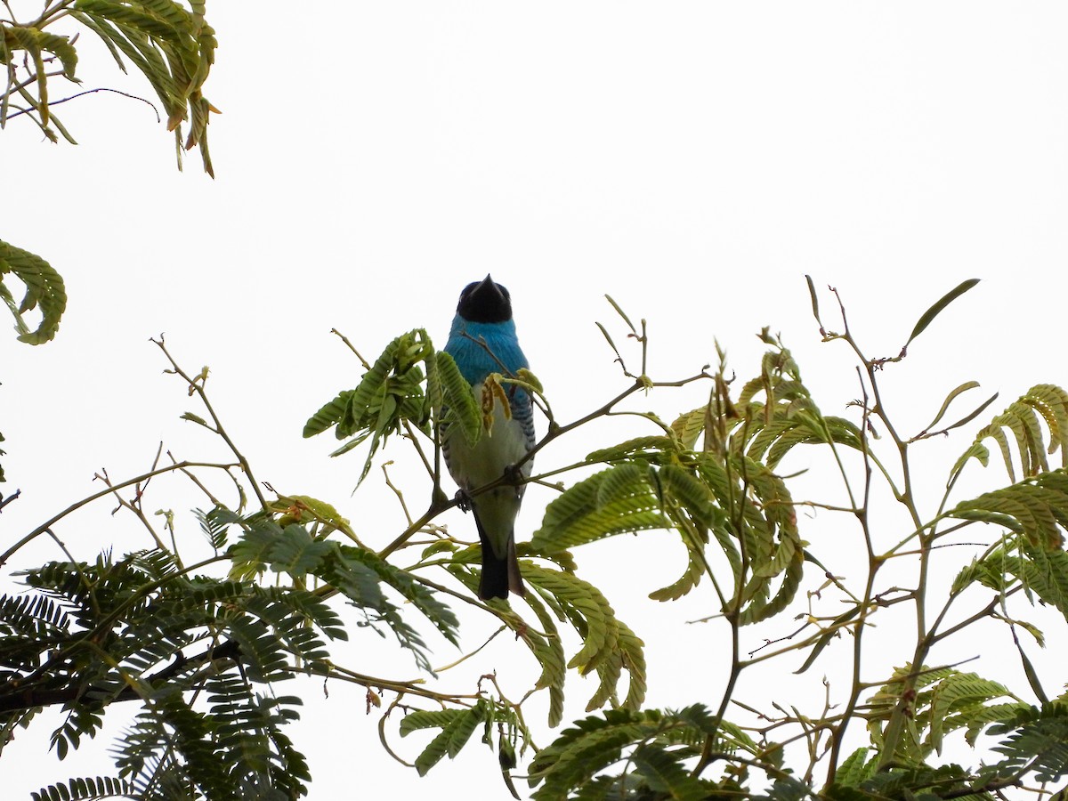 Swallow Tanager - ML647103575