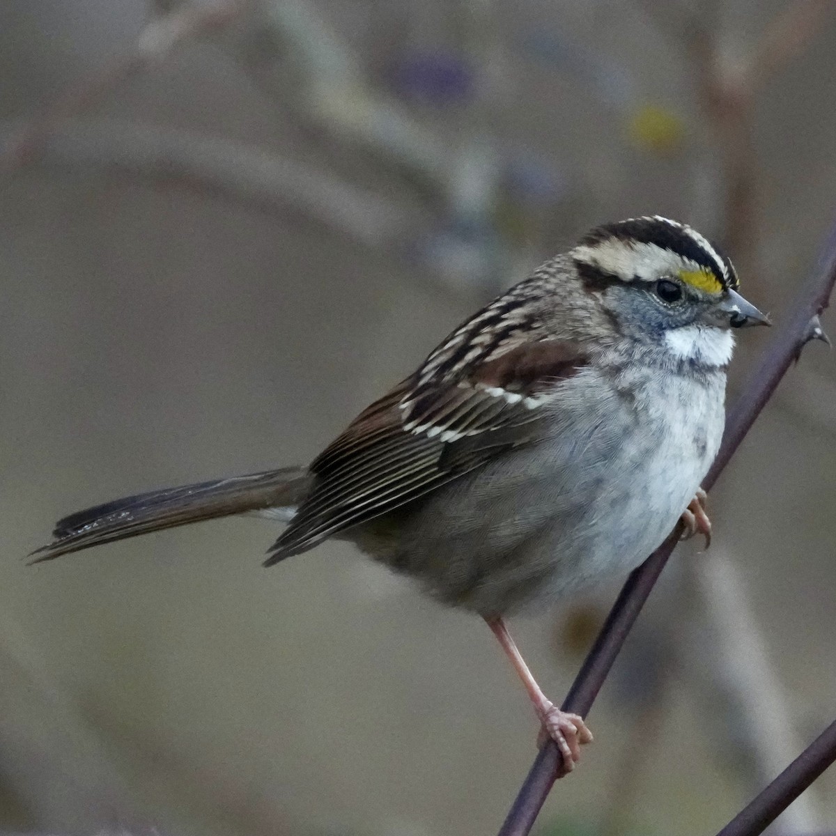 White-throated Sparrow - ML647103577