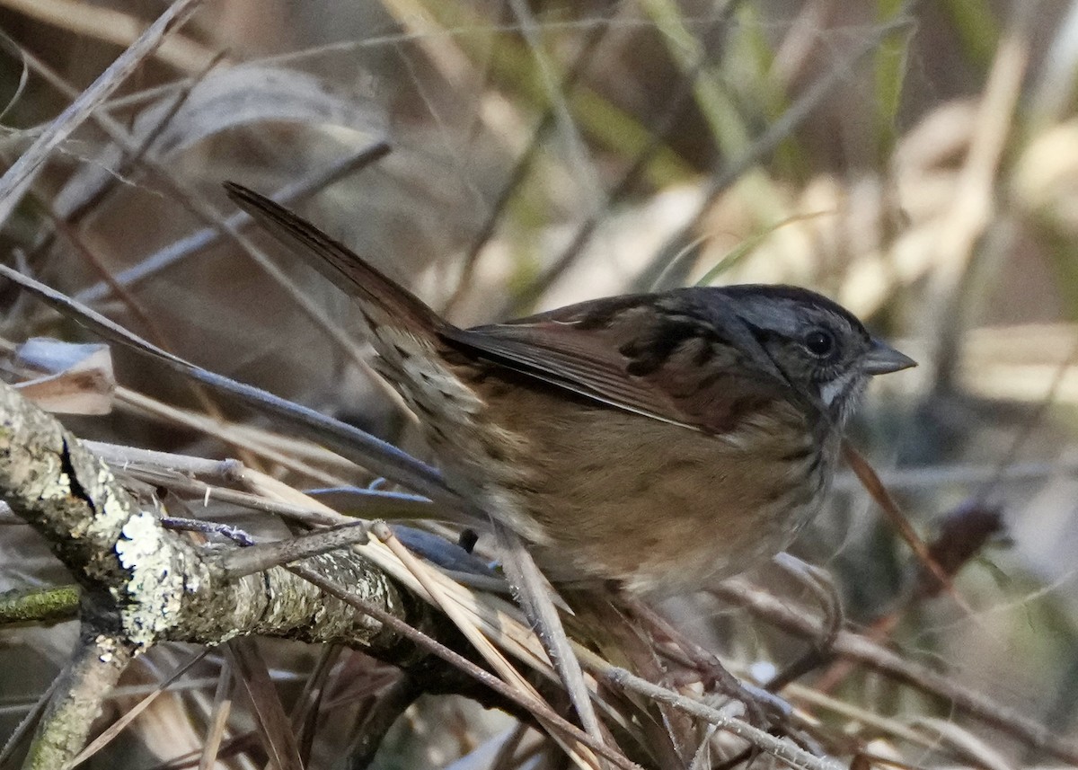 Swamp Sparrow - ML647103580