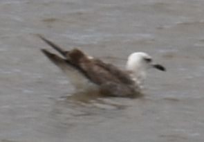 Lesser Black-backed Gull - ML647103582