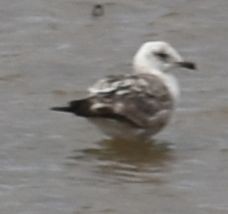Lesser Black-backed Gull - ML647103583