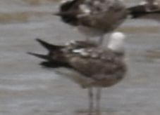 Lesser Black-backed Gull - ML647103584