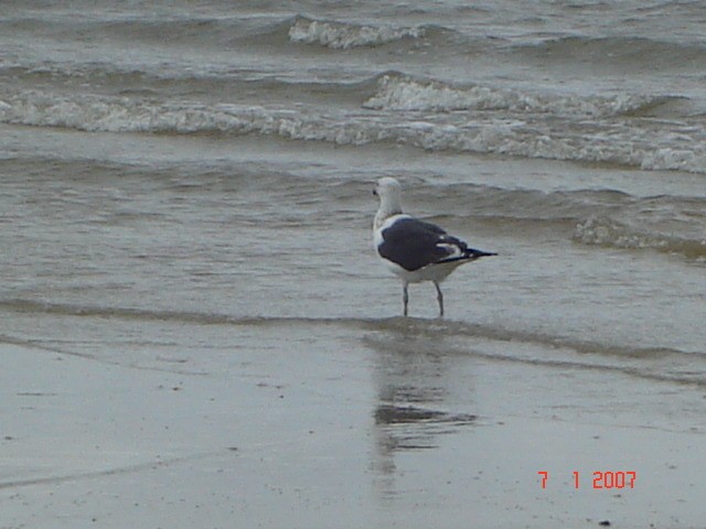Kelp Gull - ML647103586