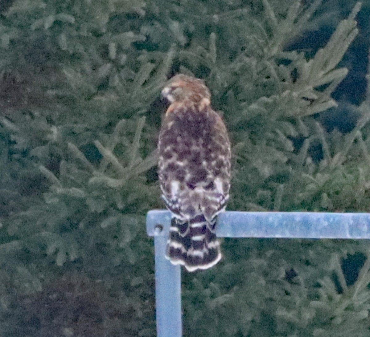 Red-shouldered Hawk - ML647103590