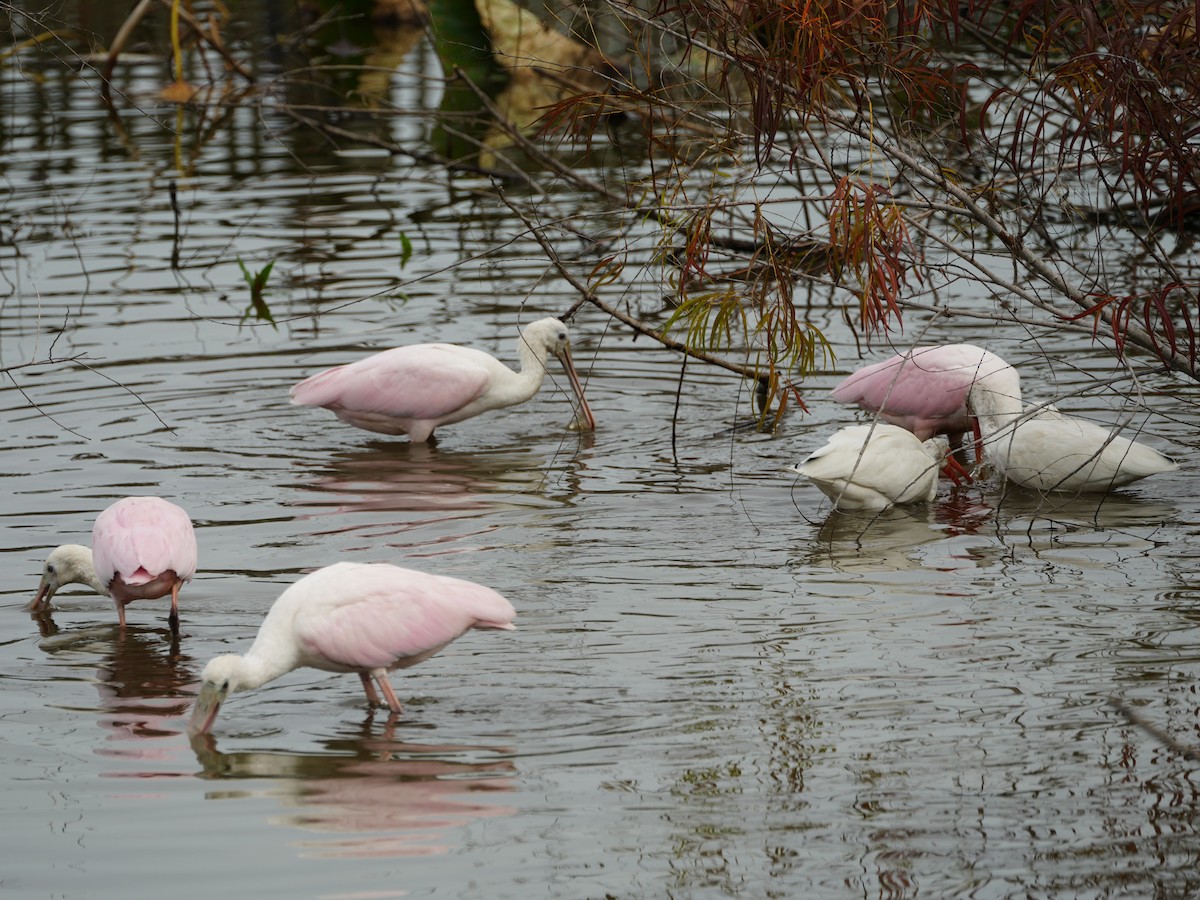 Roseate Spoonbill - ML647103591