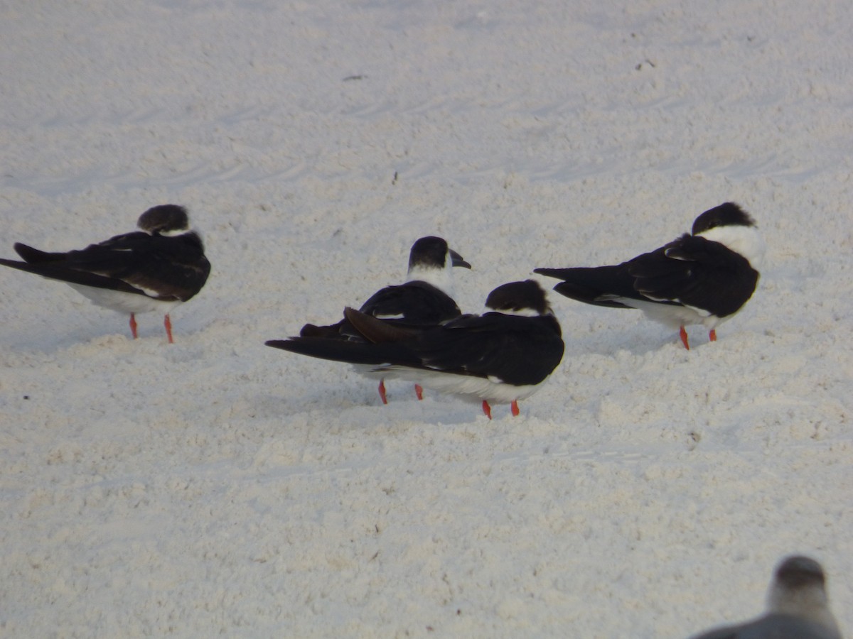 Black Skimmer - ML647103593