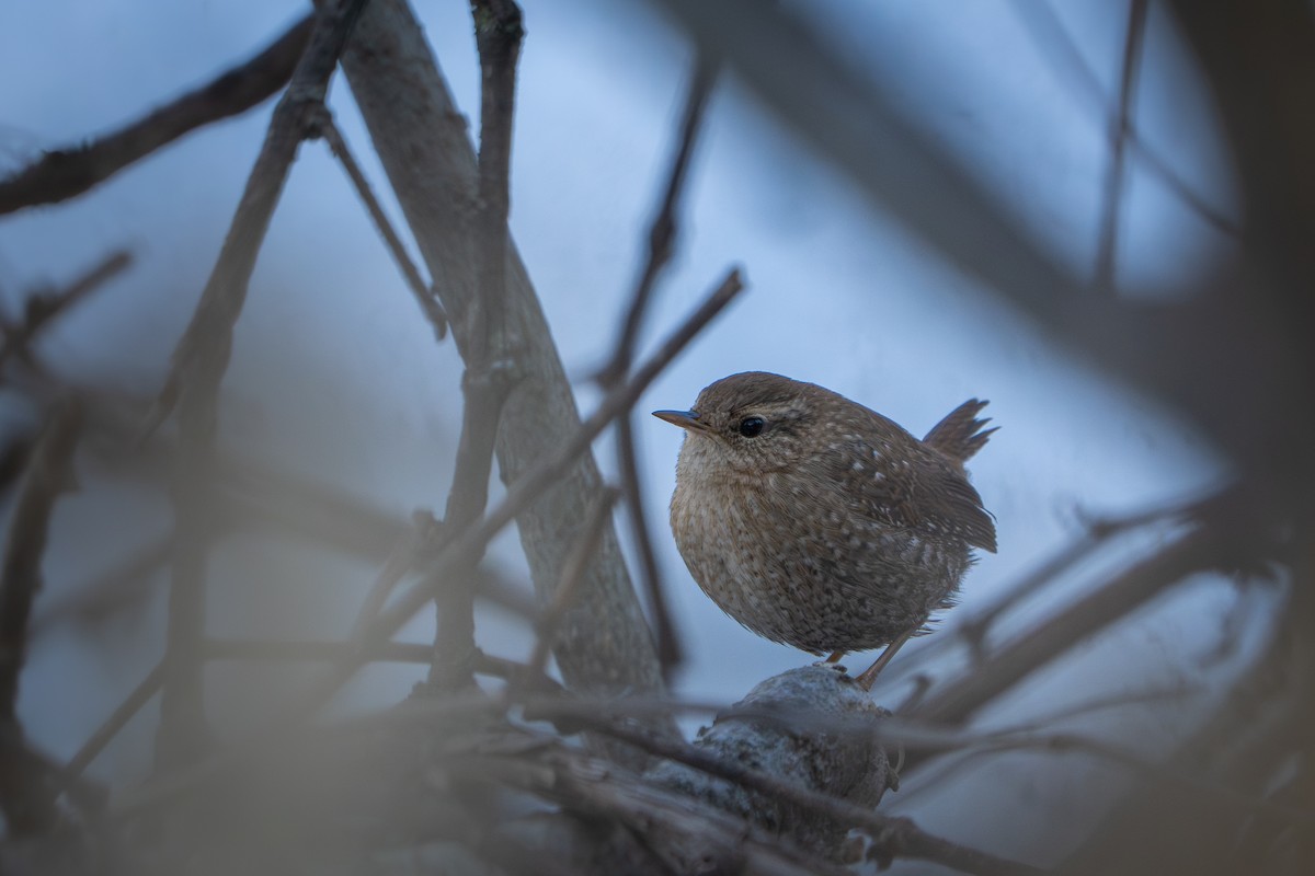 Winter Wren - ML647103594