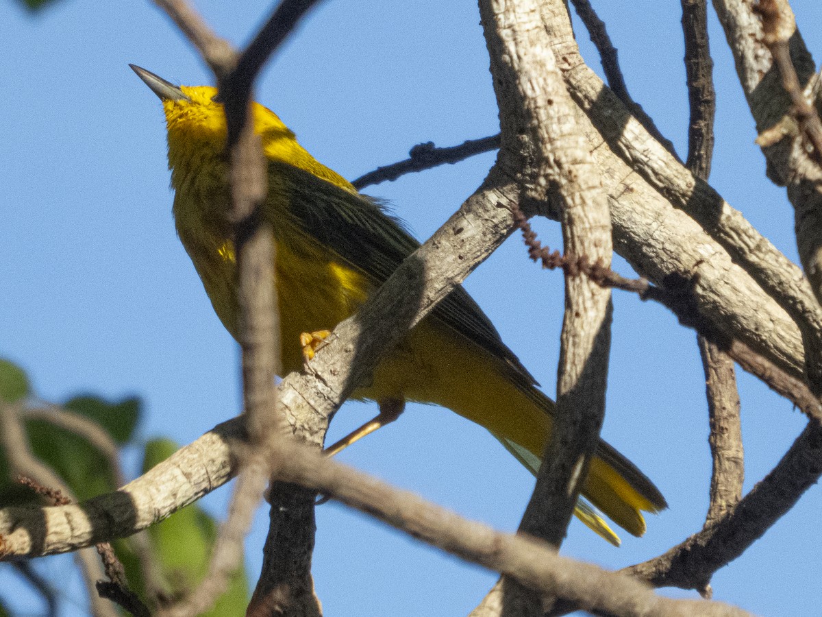 Mangrove Yellow Warbler - ML647103595