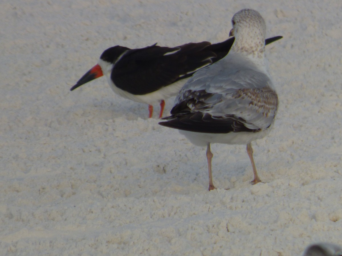 Black Skimmer - ML647103601