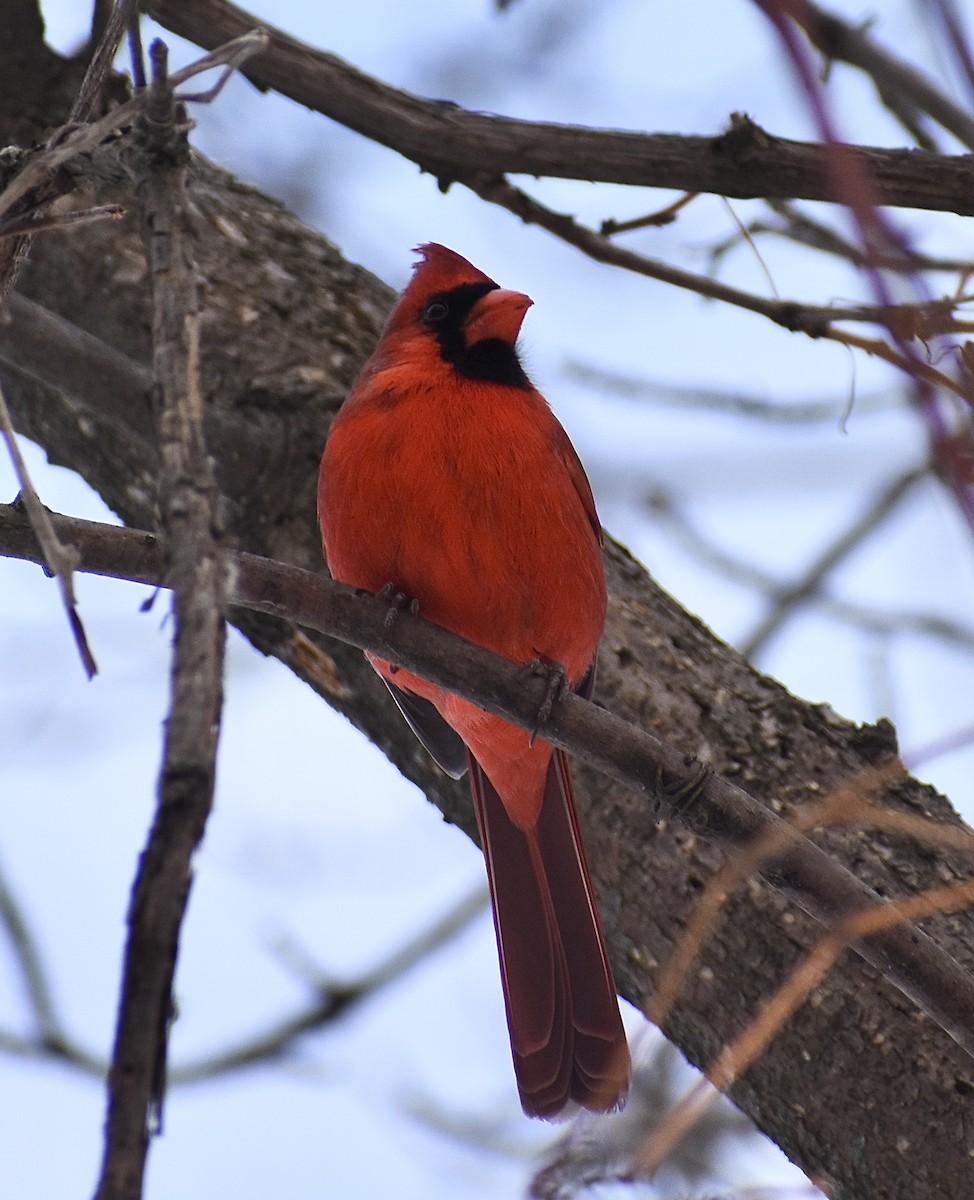 Northern Cardinal - ML647103617